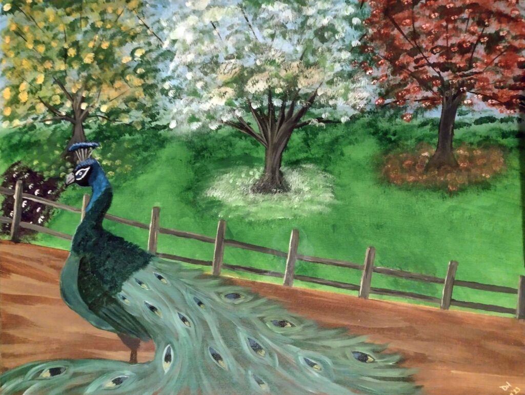 Spring Peacock